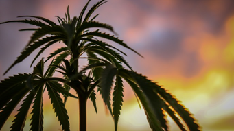 Hemp Growers Get Congressional Reprieve on Looming USDA Deadline