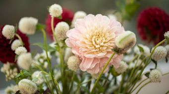 Pruning Back Overgrown Green Claims in Canada
