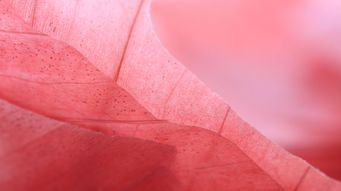 Eversholt Rail (365) Limited (in liquidation) – “Everything forever” information request hits the buffers