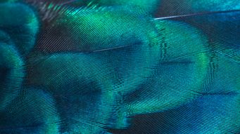 Sustainable aviation fuels (SAF): growing the UK domestic production industry