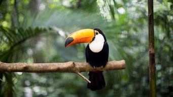 Another Toucan