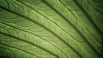 Implications of New White House Executive Order on Proxy Advisory Firms