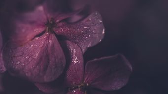 Global Trade in Flux: Responding to the Supreme Court’s Decision on IEEPA Tariffs