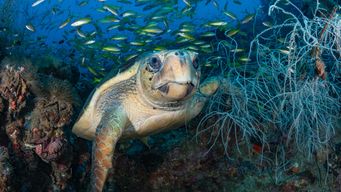 New Endangered Species Act Rule Narrows "Harm" Definition, Prompting Legal Challenges