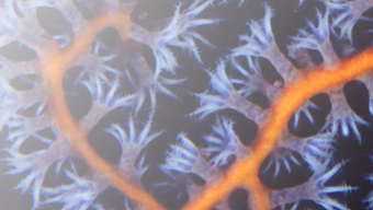 Phase 6 regulatory initial margin