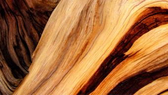 Real life Succession