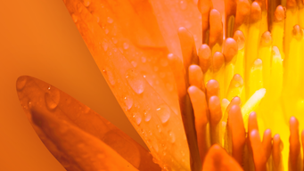 The role of real estate in delivering food security - emerging operational sectors