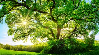 SRA reprimanded for SSB Law blunders v2