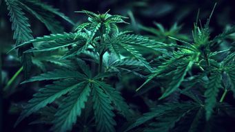 Cannabis Client Alert – Week of October 27, 2025