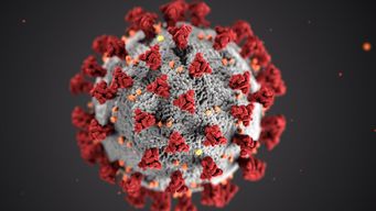 COVID-19: Mayhem and Mutations in Mink