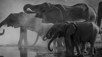 Managing Human-Wildlife Conflict to Support Pandemic Prevention