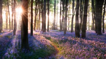 New quick guides and podcasts on key sustainability disclosure regimes