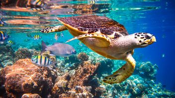 TNFD two years on: progress on nature-related disclosures