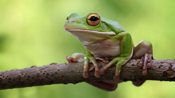 GRI and TNFD publish interoperability mapping on nature and biodiversity disclosures  