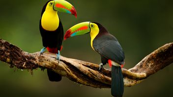 COP16: key takeaways from the global biodiversity summit