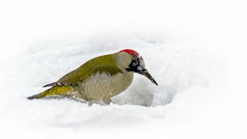 ISSB: consultation launched on nature-related disclosure guidance