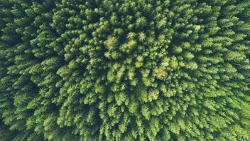 UK: FCA confirms anti-greenwashing guidance