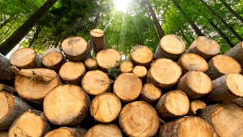 EU: Commission publishes new guidance and draft Delegated Act to simplify due diligence requirements under Deforestation Regulation