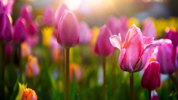 Linklaters Spring Outlook: Regulatory Agenda for 2026