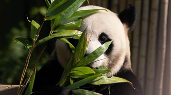 Informal Guidance for WWF-UK on sustainable collaboration 