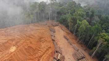 UK government to introduce mandatory due diligence regime targeting deforestation in supply chains