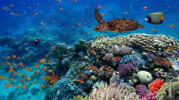 ISSB’s next steps on biodiversity and human capital