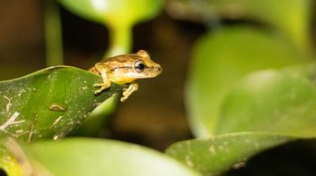 The latest FCA Consumer Duty messaging (frogs and all)