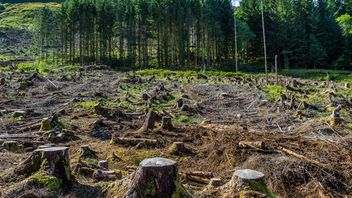 EU Deforestation Regulation: Commission adopts Delegated Act on product scope and Implementing Act on the Information System