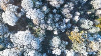 Keen, green sustainability machine: UK’s CMA publishes final Guidance on environmental sustainability agreements