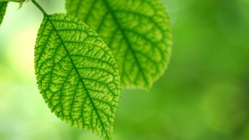 UK: Government publishes final versions of UK SRS