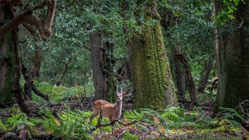 Here at (long) last - Regulation on European Green Bonds published in the Official Journal of the EU
