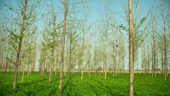 Proposal for EU certification framework for carbon removals can now proceed to trilogues