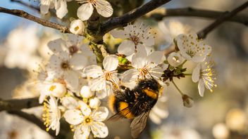 EU Nature Restoration Law formally approved by the Council 