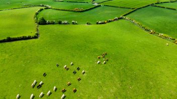 UK government scraps plans for Green Taxonomy