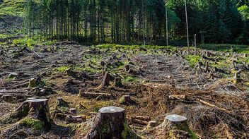 Deforestation Regulation: EU imposes new due diligence duties on operators and traders