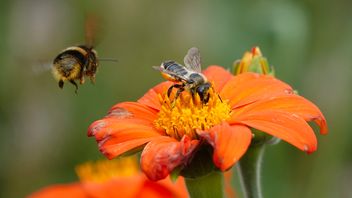 Next steps on ISSB nature standard and other recent developments