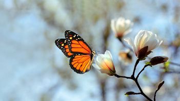 ISSB to develop practice statement on nature disclosures rather than new standalone nature standard