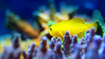 Consumer Duty Board Reporting: Guidance Document and Linklaters Advice Services