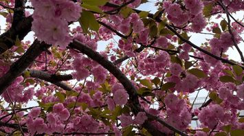 Kalshi Makes Its Case for Federal Court as Ninth Circuit Hearing Tees Up Potential Supreme Court Review