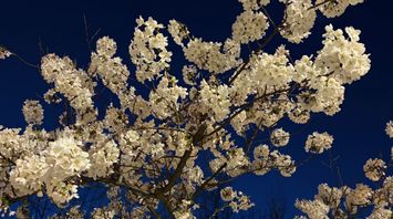 Prediction Markets Go on Offense: This Week’s Major Victories and CFTC Actions