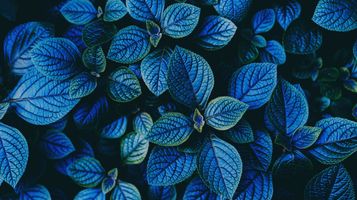 Purpose re-visited: the UT’s decision in Osmond and Allen v HMRC