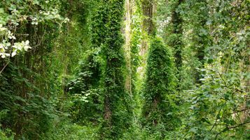Les gouvernements du Canada et du Manitoba concluent un accord sur la conservation du caribou boréal