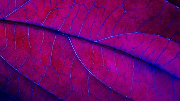 Sehgal v HMRC – further developments on the remittance basis and the meaning of "service"