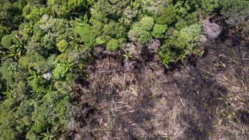 Three takeaways from the European Commission's Deforestation Regulation proposal