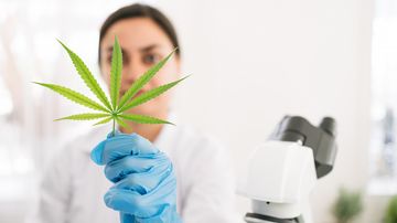 DEA Reclassifies Medical Marijuana: What Employers Need to Know