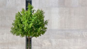 A step closer to mandatory transition plans for UK-regulated financial institutions and FTSE 100 companies