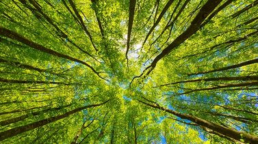 Seeing the forest, not just the trees - what are the legal risks behind green branding?