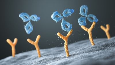 Human antibodies bind to human cell receptors, 3d illustration.