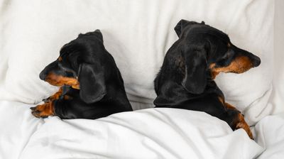 Who gets the pets in a divorce?