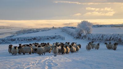 A Welcome Boost: Inheritance Tax Relief Thresholds Raised for Farmers and Business Owners